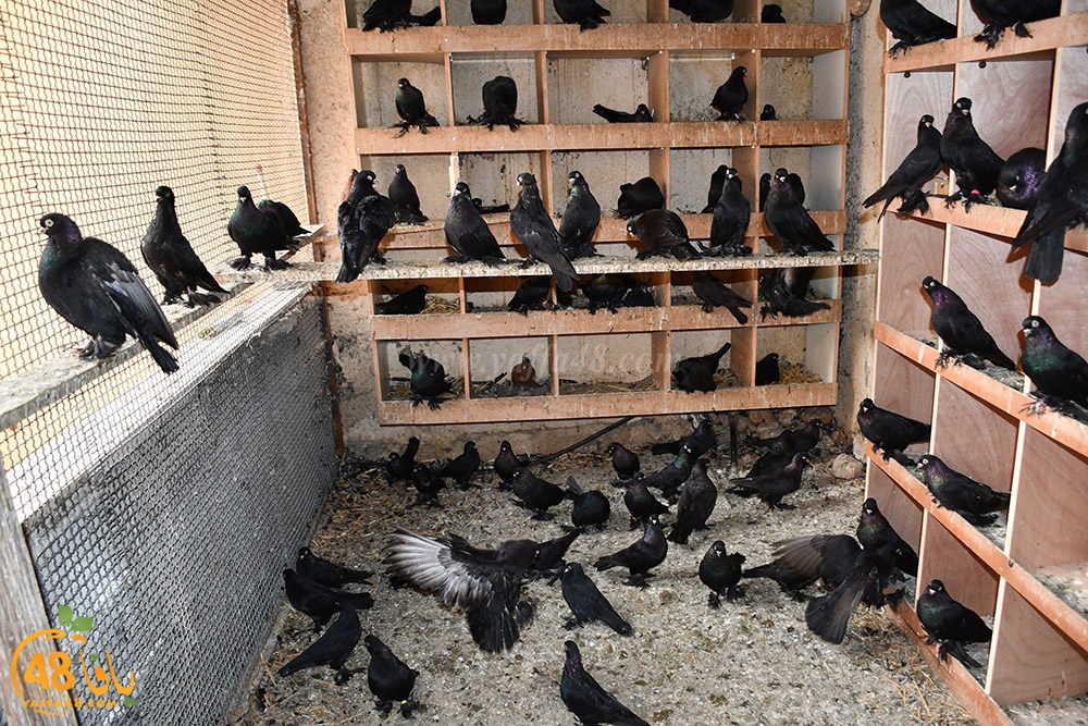 zohdi 3ashoor (112).jpeg